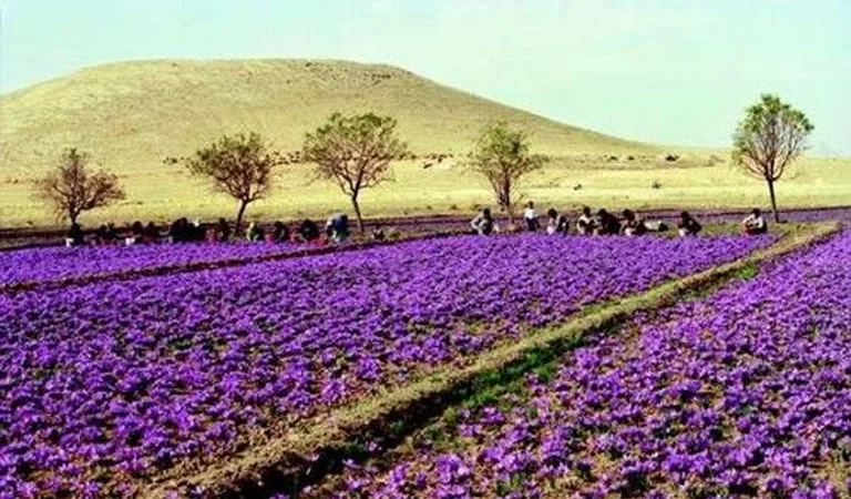 Saffron-Fields