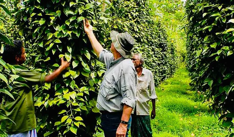 Spice Plantation